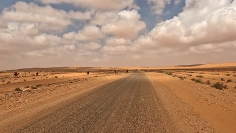 Dromedary-camels-walking-along-remote-Tunisia-desert-road,-car-driver-driving-point-of-view