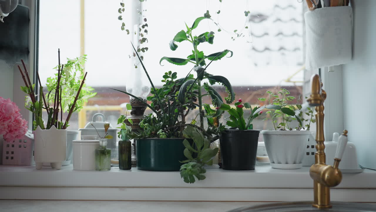 Indoor plant pots lined on frosted window sill under snowy outdoor view, assorted succulents and foliage in ceramic and plastic planters illuminated by cold winter light through glass panels