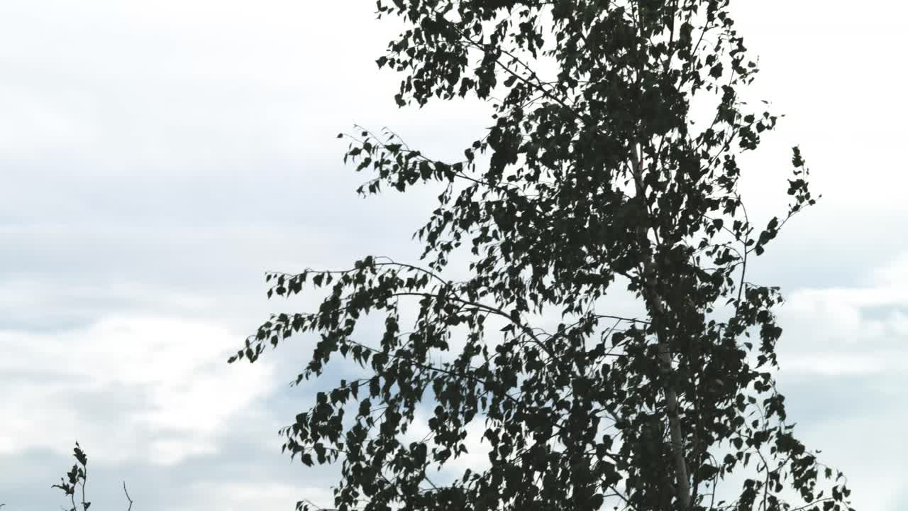 구름 인 하늘 에 비친 나무 의 실루