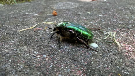 medium wide shot of a green common chafer beetle moving on a flat stone in the garden