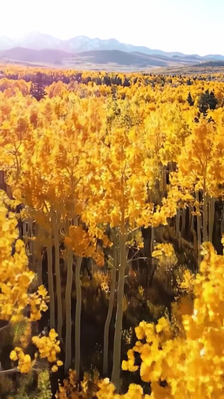 Paesaggio autunnale vibrante di pioppi dorati bagnati dalla luce del sole, che mostra lo splendore della natura con maestose montagne sullo sfondo.