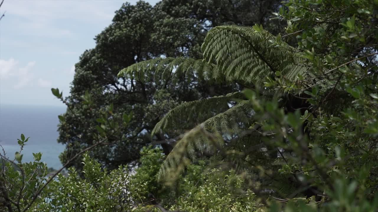 Lush Green Ferns and Trees