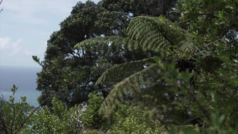 lush green ferns and trees