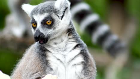 Two-lemurs-in-slow-motion-one-running-by-the-other-along-a-tree-branch-the-other-chewing