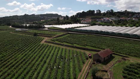 workers picking blueberries in blueberry farm 4k