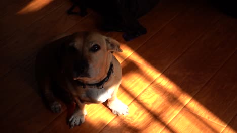 lindo cachorro mueve la cola y mira al dueño
