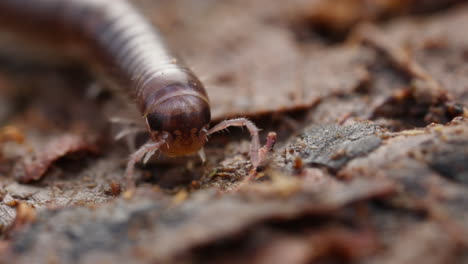 Enfoque-Selectivo-De-Milpiés-En-Macro-Tiro-Arrastrándose-Sobre-Las-Hojas