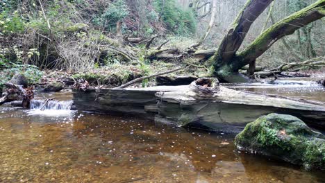 lush forest flowing creek water peaceful woodland wilderness tranquil scene dolly left