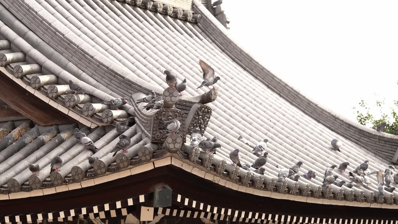 Rock Dove Pigeons Occupying The Roof of Osu Kannon (Aichi, Japan)
