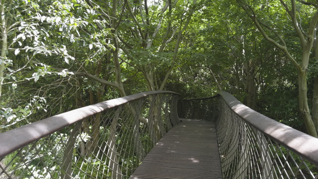 vista de perfil del paseo por el dosel en el jardín botánico nacional de kirstenbosch en un día soleado en ciudad del cabo, sudáfrica.