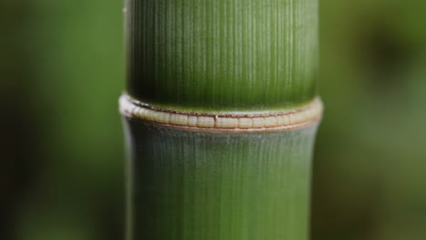 close-up of green bamboo stalk