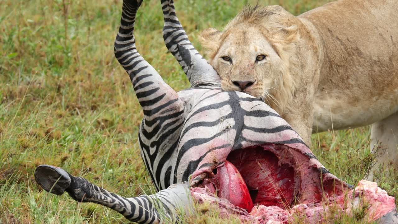 Wild Lion eating catched zebra prey in safari park. CLose up shot. Tanzania, Africa. Dangerous Lion Hunter kill Zebra.