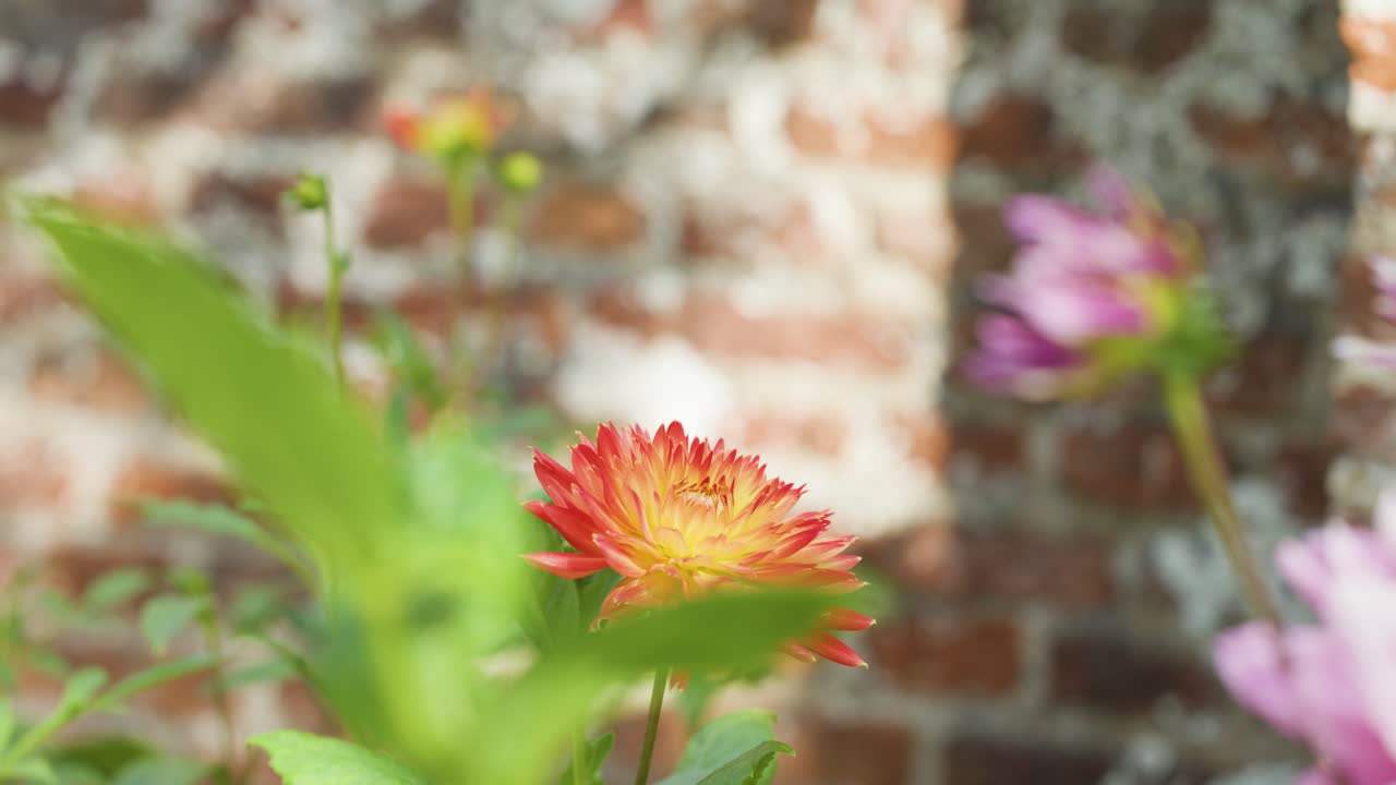 Camera slowly zooms in on vibrant orange dahlia flower with soft natural daylight