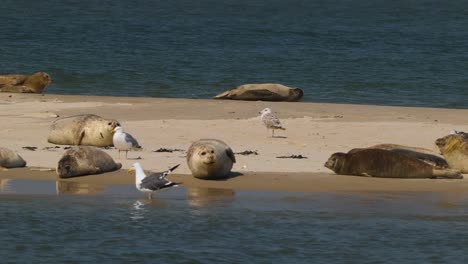 seals and birds relaxing on sandbank at texel in netherlands