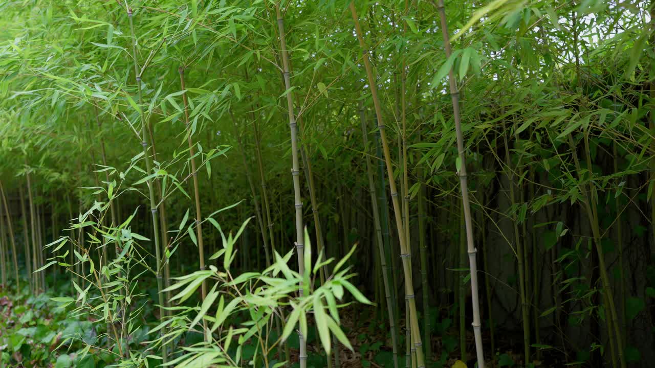 A close-up shot of a dense bamboo grove with tall, green stalks and vibrant foliage, creating a serene natural atmosphere