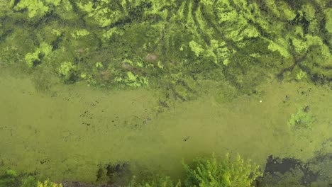 Blue-green-algae-over-the-lake,-also-called-Cyanobacteria-or-Cyanophyta