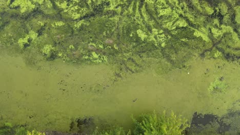 algas azul-verdes sobre el lago, también llamadas cianobacterias o cianofitas