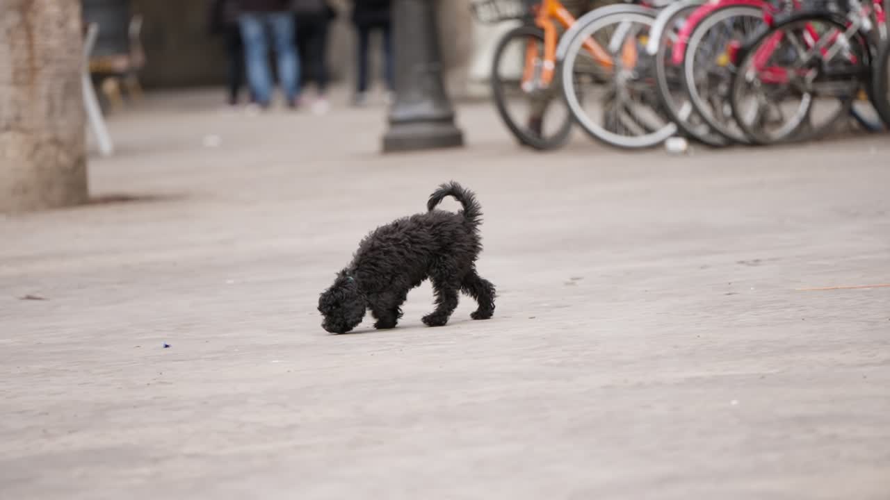 Happy dog running in street of Barcelona city, slow motion view