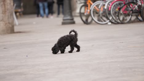 perro feliz corriendo en la calle de la ciudad de barcelona, vista en cámara lenta
