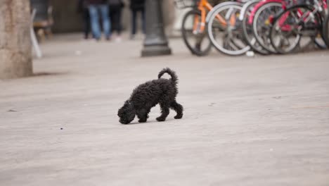 happy dog running in street of barcelona city, slow motion view