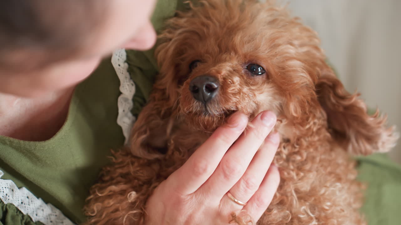 Close up of dog owner lovingly petting fluffy brown dog under chin as it looks upward with calm, expressive eyes, resting on owner lap, showing warm connection and affection