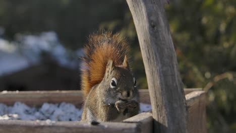 Ardilla-Comiendo-Semillas-Primer-Plano-Gracioso