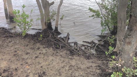 brisbane river mangrove mud flats