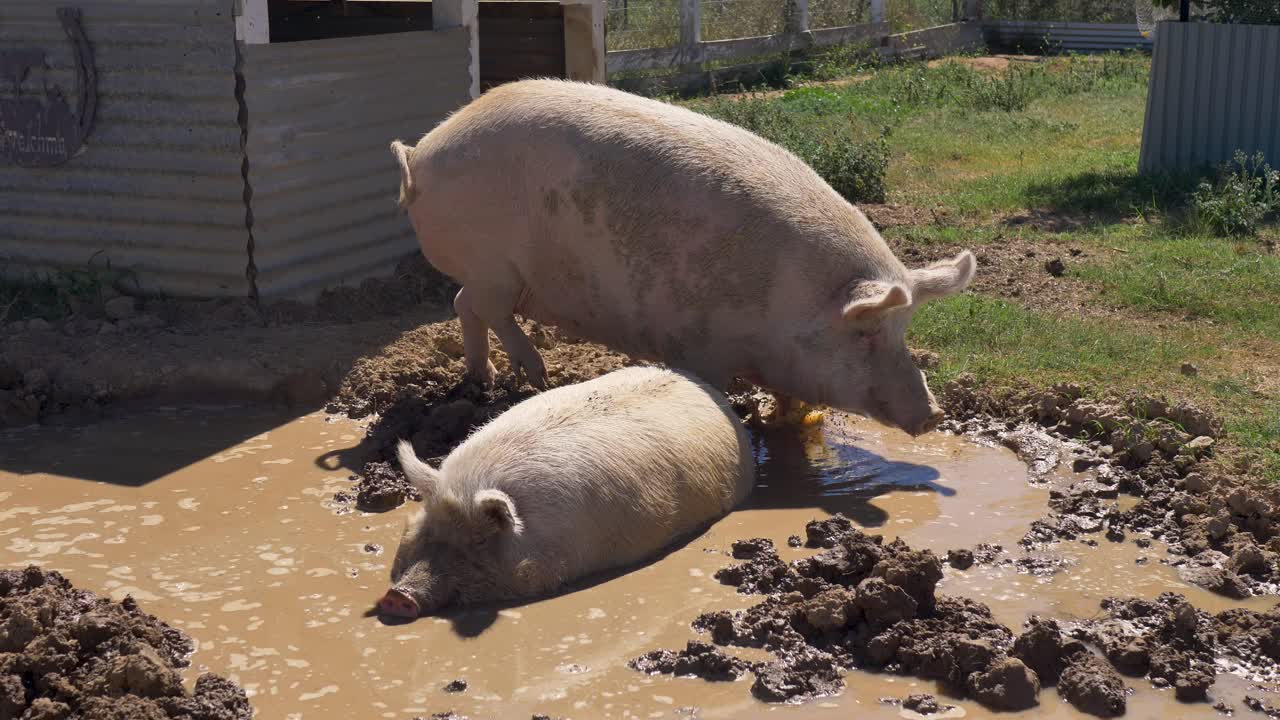 Slow motion view of two pigs resting and playing in water mud baths on countryside farmland property on rural town Australian property animals swine species nature domestic pet travel tourism