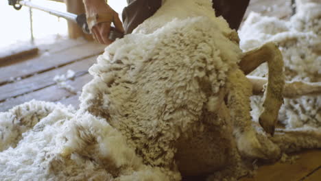 male shearer shearing sheep with electric clippers in a shed