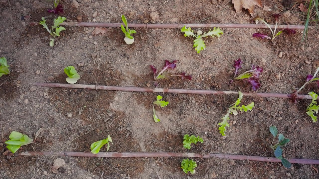 Top-down skud af salatspirer, der vokser med drypvandingslinjer. Rig jord i fælleshave eller baghave. Små, grønne og jævnt fordelte planter. Vokser omhyggeligt i rækker. Økologiske grøntsager
