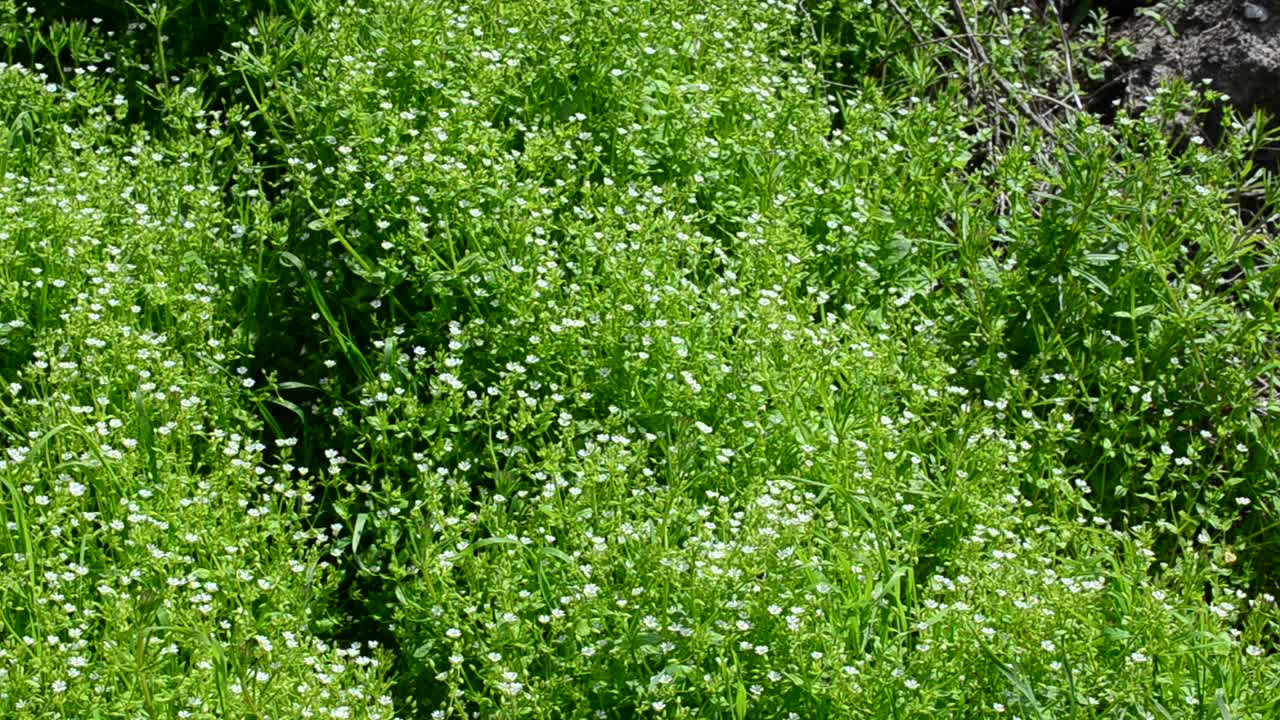 Spring background. Flowers and grass, spring
