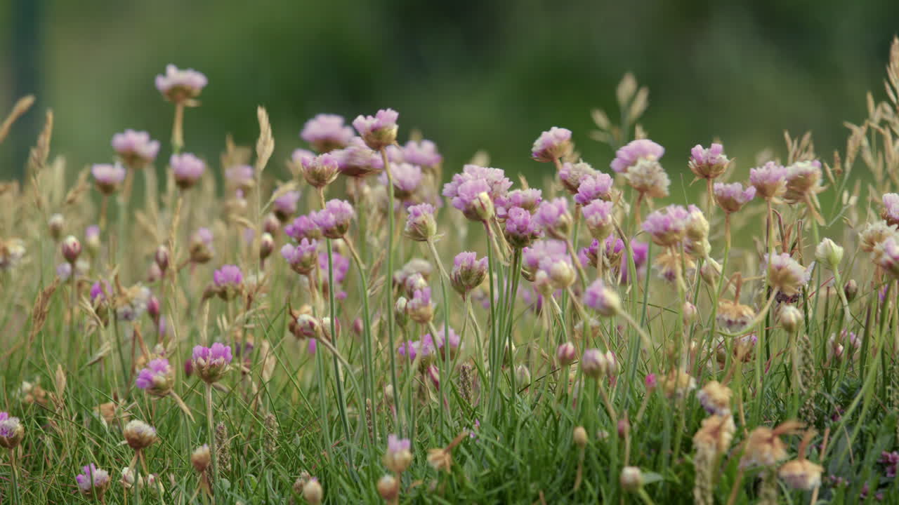 Wide shot of thrift flowers moving in the wind at Saint bees beach. West lake district