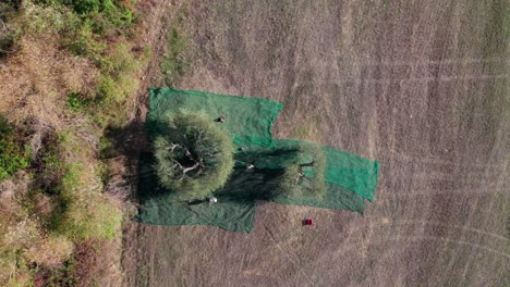 Farmers-harvesting-olive-tree-on-sunny-day,-green-cloth-on-ground,-top-down-aerial