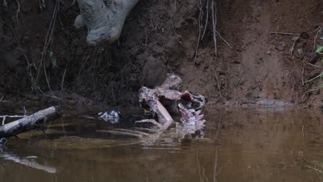 feeding on the leftover meat from the skeleton of the sambar deer, then turns around to dive in the water