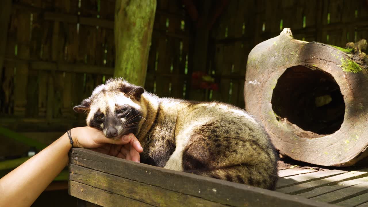 An Asian palm civet wakes and rests on a hand at a Luwak Coffee farm, Close up