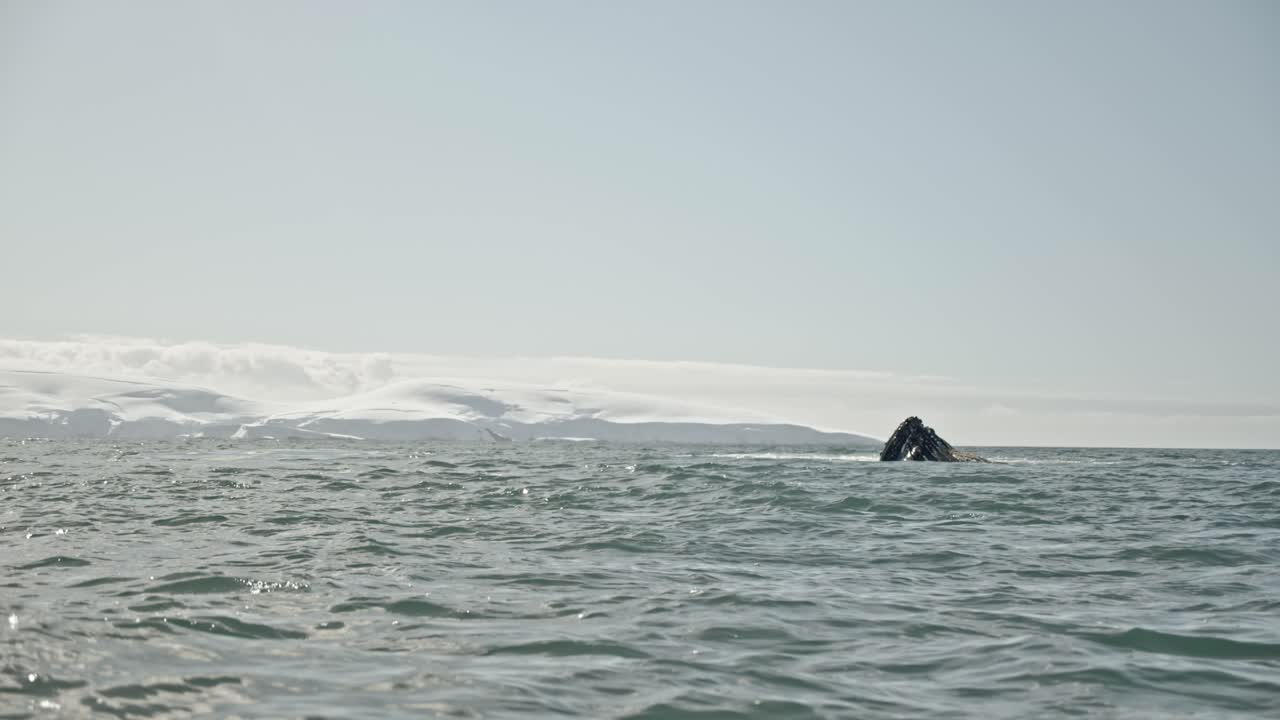 grupo de ballenas jorobadas alimentándose con redes de burbujas en la superficie