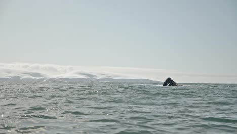 group of humpback whales bubble net feeding at surface