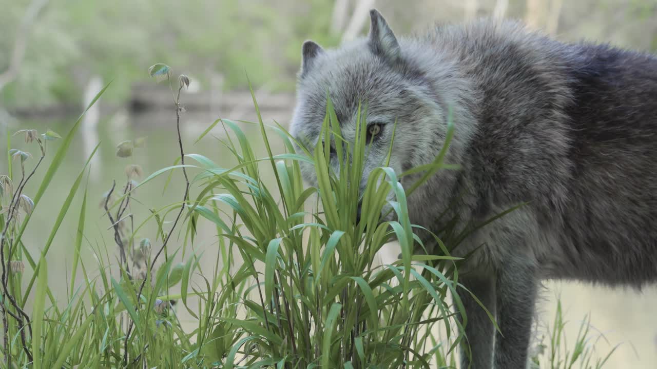 A gray wolf explores a riverbank, sniffing through tall grass and foliage. Captured in a natural forest habitat with soft daylight and calm water in the background.