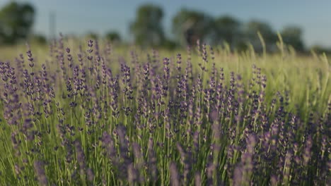 campo de lavanda en flor en verano durante el amanecer