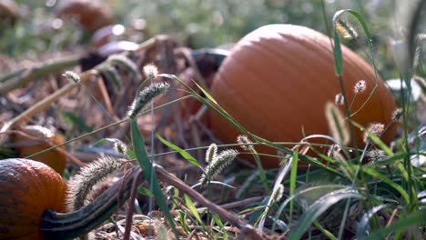 Closeup-of-a-medium-sized-sweating-pumpkin-with-a-gnarly-withered-vine