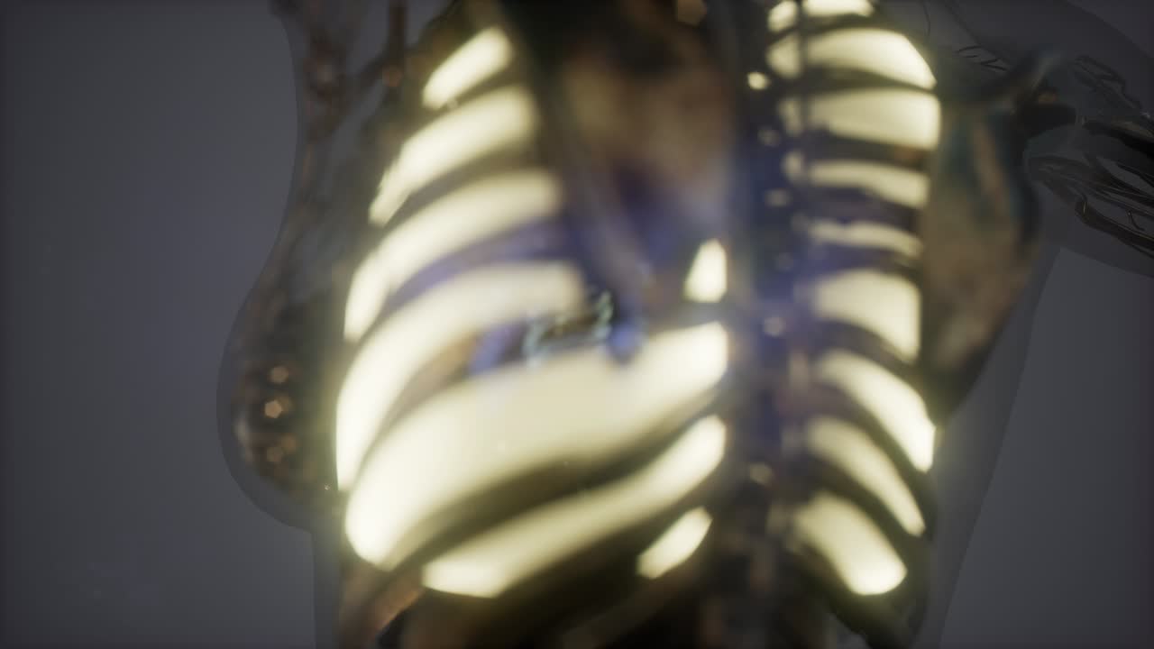 cuerpo humano con pulmones visibles