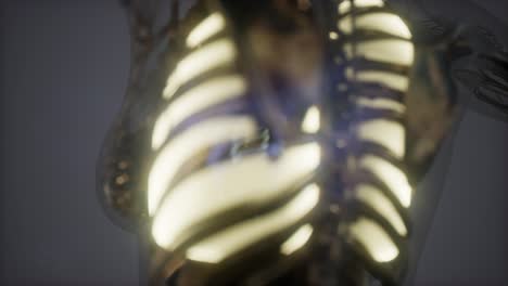 human body with visible lungs