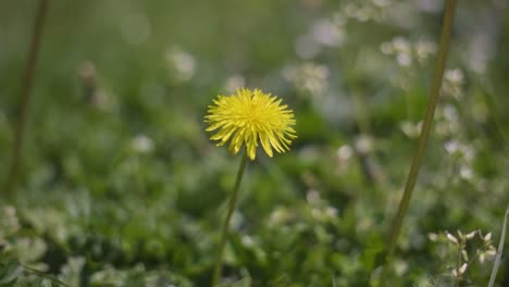 在花園開花的黃色大<unk>花的近距離拍攝