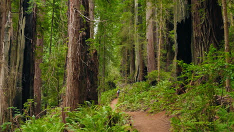 sharing special moments a family walk in the redwood forest