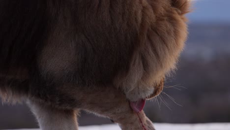 lion licking his bloody wound slomo closeup