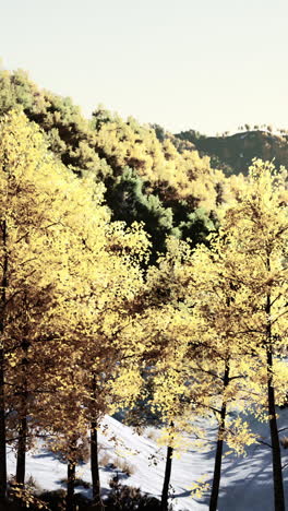 a forest in the fall