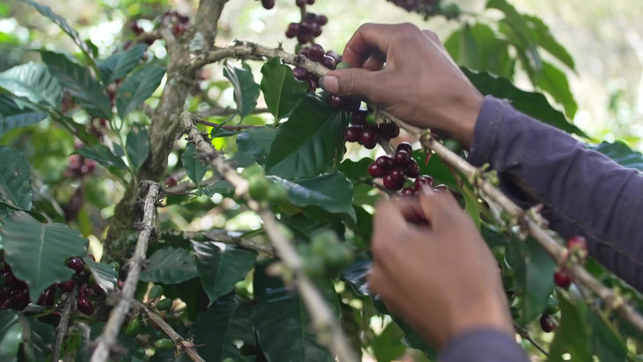 Raccolta di ciliegie di caffè, mani di un lavoratore che rimuovono grappoli maturi da un ramo in una fattoria di montagna in Honduras.