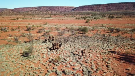 Drohne-Bewegt-Sich-Im-Bogen-Um-Eine-Herde-Wilder-Kamele-In-Trockener,-Trockener-Wildnis