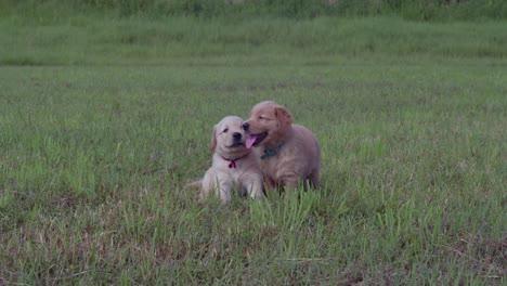 dos cachorros de golden retriever parados en la hierba en un parque tropical