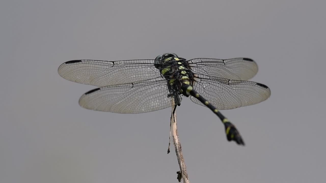 la libélula de cola de brida común se ve comúnmente en tailandia y asia